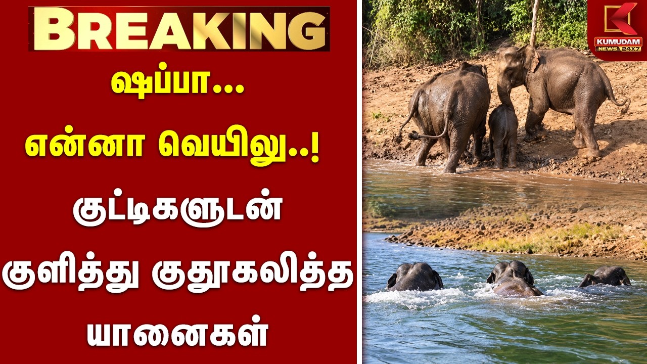 ஷப்பா.. என்னா வெயிலு.! அணையில் குட்டிகளுடன் குளித்து குதூகலித்த யானைகள் | Elephant Bath | Coimbatore