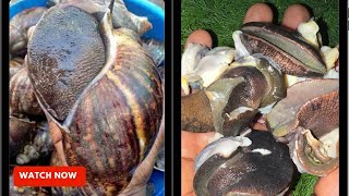 How to Wash/Clean Snails/Remove Snail Slime For Cooking The Proper Way/Remove Snails from Shell