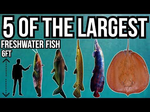 5 of The Largest Freshwater Fish In The World