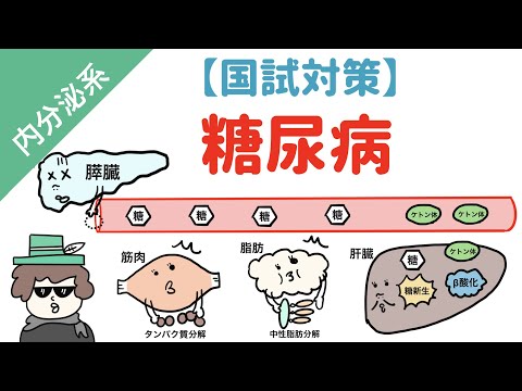 血糖調節について詳しく解説