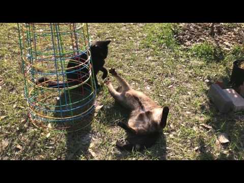 Intense slow motion catfight!