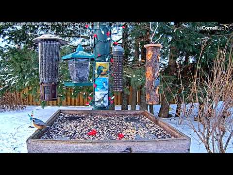 Red-breasted Nuthatches Stop For Breakfast In Ontario – Nov. 23, 2021