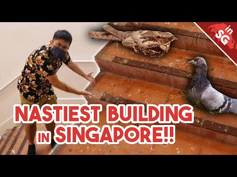 Birds DO NOT Sleep in a Nest! | Nesting vs Roosting - Large-Tailed Nightjar, Swans, Rock Pigeons