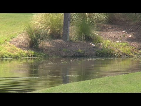 A South Carolina woman is recovering after being bitten by an alligator near her home near Hilton Head Island. A wildlife official says the woman was bit on her wrist and leg, and hospitalized. The gator was caught and euthanized. (Aug. 14)