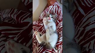 Cutest Kitten ... #shortsfeed #cute #kitten #shorts #cutecat