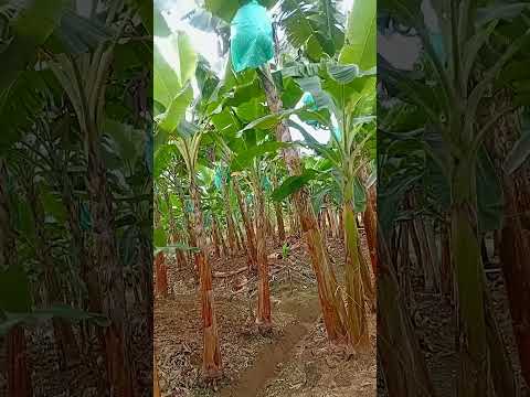 platanera excelente turbo antioquia