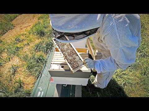 Checkerboarding Foundation (to draw comb evenly)