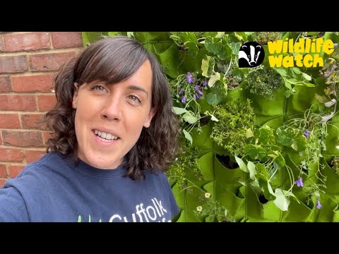 Wildlife Wednesday: How to create a living wall