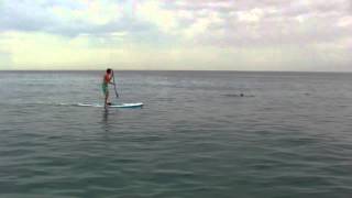preview picture of video 'Stand Up Paddle Boarding with Dolphins in Watamu, Kenya'