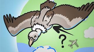 How High Can Birds Fly? thumbnail