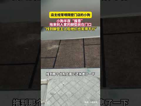 1月19日（采访）山东青岛，店主经常喂隔壁门店的小狗，小狗半夜&ldquo;报恩&rdquo;拖来别人家的脚垫放在门口&ldquo;找到脚垫主人后他们也笑得不行&rdquo;