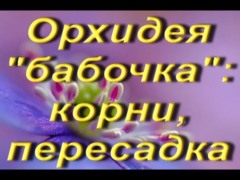 Пересадка "БАБОЧКИ";мой новый ПОДАРОК :))