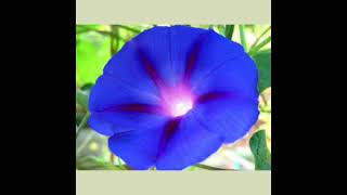 That&#39;s How I Escaped My Certain Fate - Mission of Burma (cover)