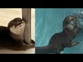 Meet Splash The Asian Small Clawed Otter Is Being Trained To Search For Missing People