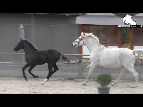 HENGSTFOHLEN *01.06.2020 V. TANGELO V. D. ZUUTHOEVE - LEVISTO