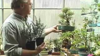 Mountain Views #2 - Mill brook Bonsai/No Straight Lines