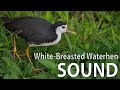 White-Breasted Waterhen Bird Sound