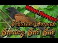 SUARA PIKATAN BURUNG BUT BUT GACOR Ll Di Jamin Jitu Dan Sangat Ampuh Untuk Pikatan