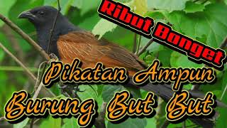 Download lagu SUARA PIKATAN BURUNG BUT BUT GACOR ll di jamin jitu dan sangat ampuh untuk pikatan mp3