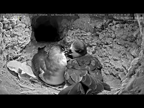 Bermuda Petrels Preen And Cuddle In Nesting Burrow – Nov. 8, 2019