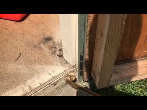 Ants shack up in Rumson, NJ shed