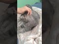Grey Tabby Cat Get Some Tender Scratch Catlover