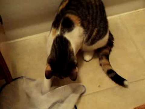 Kitty plays with the strangest things on Yahoo! Video