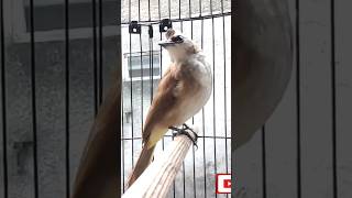 Download lagu Trucukan nguplik bikin emosi trucukan apapun mp3 Download lagu Trucukan nguplik bikin emosi trucukan apapun mp3