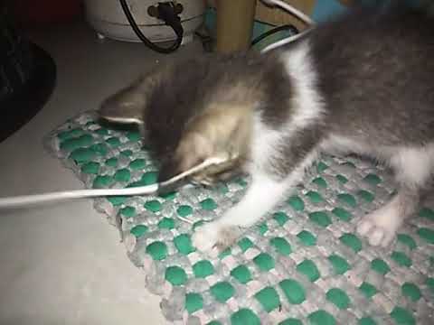 Playful Cat 🐱 "KIRAT"