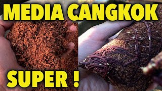 Download lagu How To Process Cocopeat Into Super Grafting Media! mp3