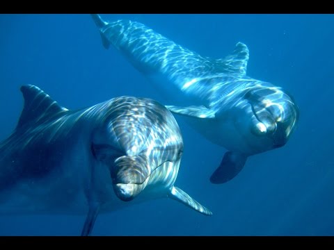 Back to the Blue - Captive Dolphins return to the Wild