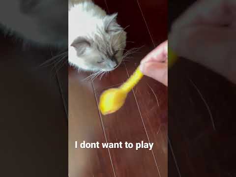 CAT DONT WANT TO PLAY //ghure ashi