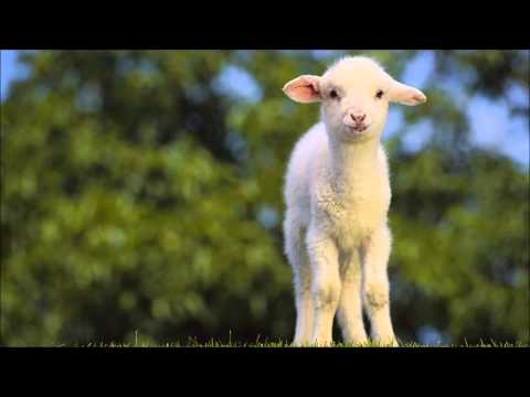 Video thumbnail for Agnus dei