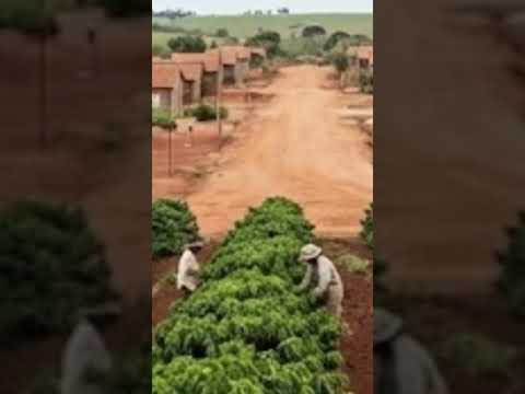 #cafe #rubiataba #cultura #historia #velhooestebrasileiro #pioneiros #históriadegoiás #documentário