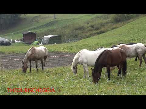 CAVALLI AL PASCOLO A PONTECHIANALE IN VALLE VARAITA (CN) DOM. 15 - 9 - 2019