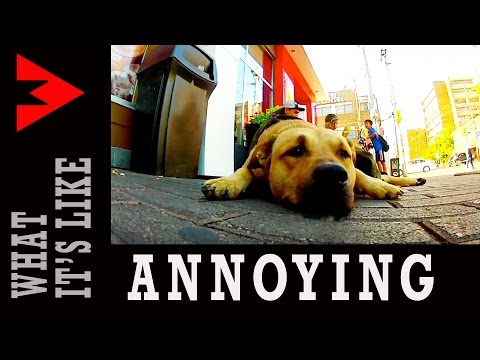 ANNOYING - What It's Like (cover)