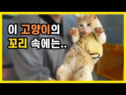 꼬리를 잃어버린줄 알았던 길고양이, 사실은..