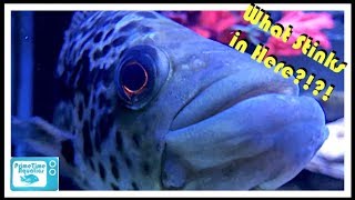 How to Fix a Smelly Fish Tank!