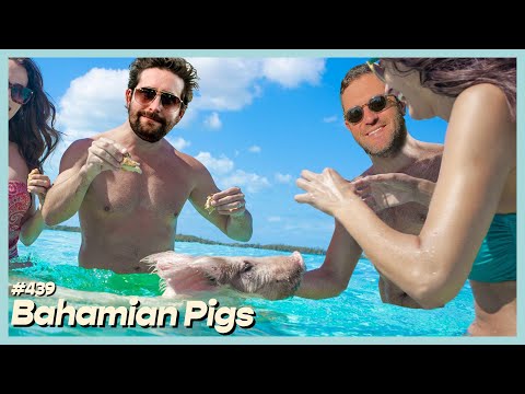 #439 - Bahamian Pigs