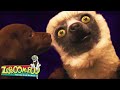 Cachorros Zoboomafoo Português Episódios Completos Para Crianças