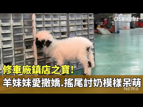 修車廠鎮店之寶！　「羊妹妹」愛撒嬌　搖尾討奶模樣呆萌