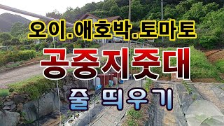 [텃밭농부. 1,070]  오이.애호박.토마토 공중지줏대에 줄 띄우기 #공중지줏대