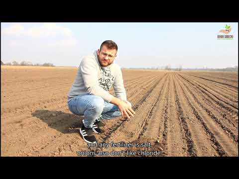 podstawy sadzenia cebuli z dymki