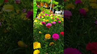 Download lagu beragam cantiknya bunga krokot...#moserose#bungacantik#krokot #portulaca mp3 Download lagu beragam cantiknya bunga krokot...#moserose#bungacantik#krokot #portulaca mp3