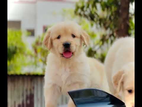 9356863970 Golden retriever female