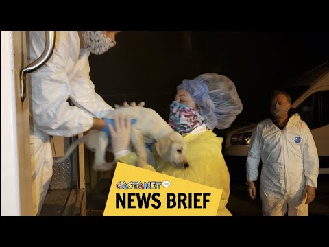 Video: Neglected animals rescued - Castanet.net