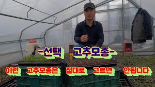 좋은 고추모종 보다 선택하지 말아야 할 고추모종을 찾는게 중요합니다
