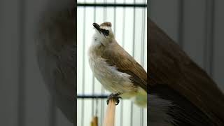 Download lagu Trucukan Gacor ROPEL PANJANG Untuk Pancingan Trucuk Cepat NYAUT #trucuk #trucukangacor #trucukgacor mp3 Download lagu Trucukan Gacor ROPEL PANJANG Untuk Pancingan Trucuk Cepat NYAUT #trucuk #trucukangacor #trucukgacor mp3