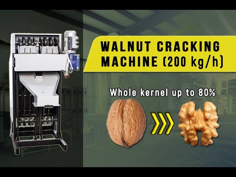 Walnuts cracking machine. Walnuts processing