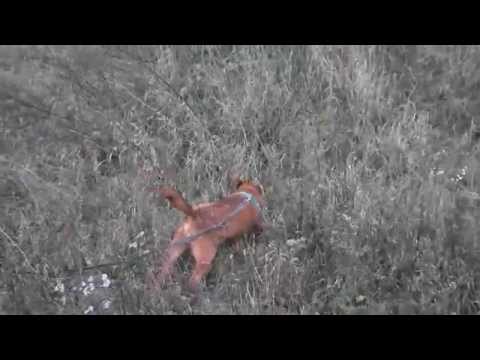 Gminne schronisko dla bezdomnych psów w Środzie Wlkp. - Tobi na łące